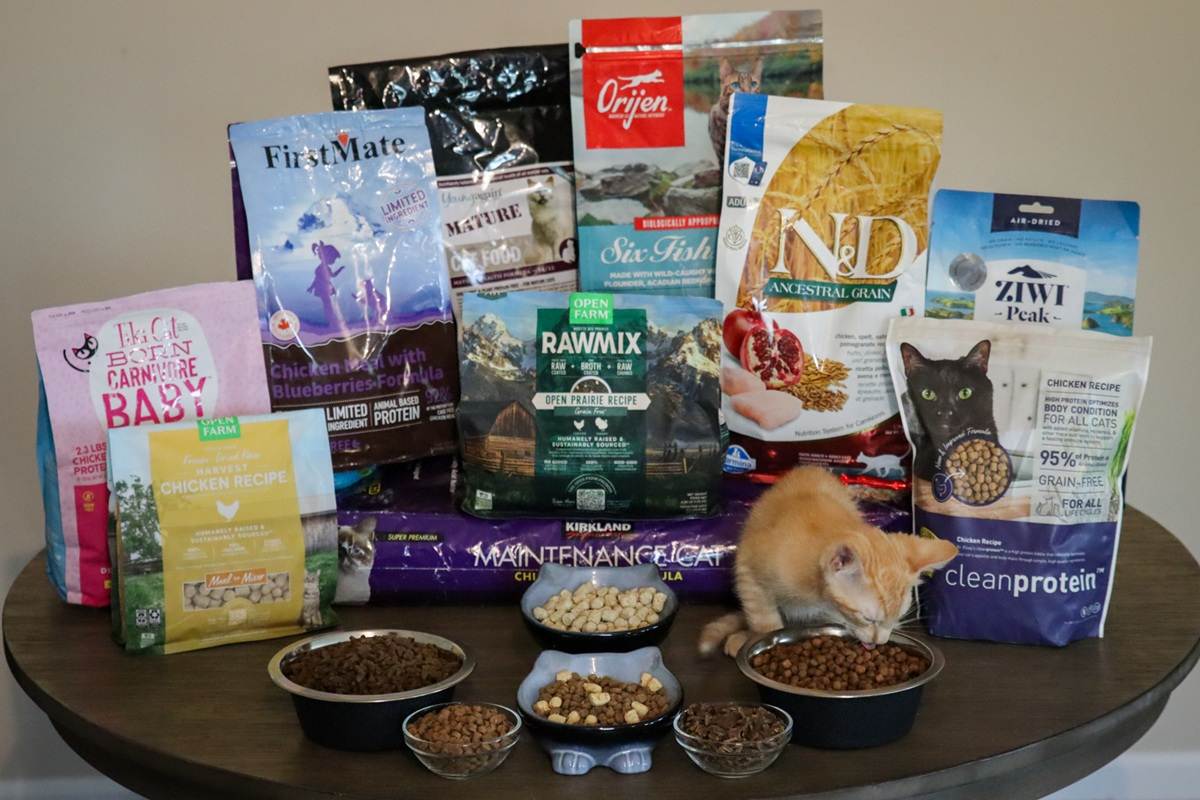 10 Best Dry Cat Foods