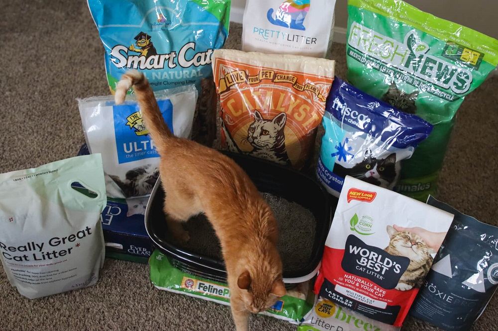 12-Best-Cat-Litters