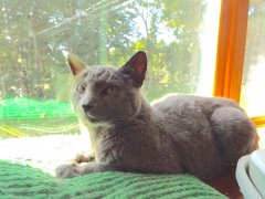 Katzenburg’s Tekla