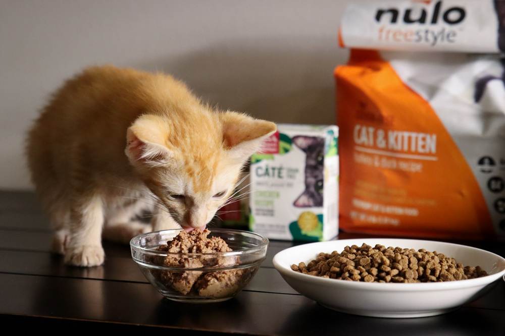 9 Best Kitten Food