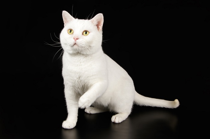 white American shorthair cat