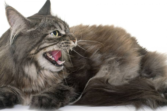 How To Tell if a Cat&reg;168极速赛车正规信誉老平台 Is Angry or Doesn't Like You (In the Moment)
