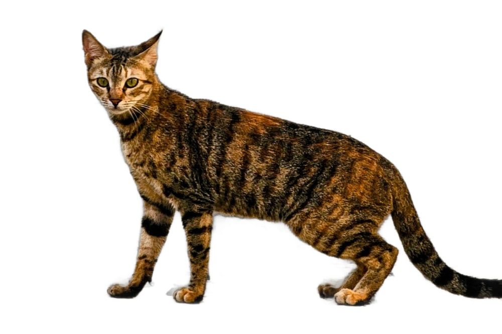 The Arabian Mau is a cat breed native to the desert regions of the Arabian Peninsula