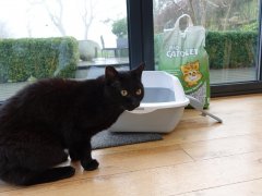 black cat outside the litter box