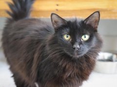 Black Long Hair Cat Standing By Empty Food Water Bowl