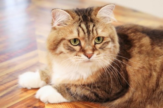 Aging in Cats and How To Support Their Changing Needs