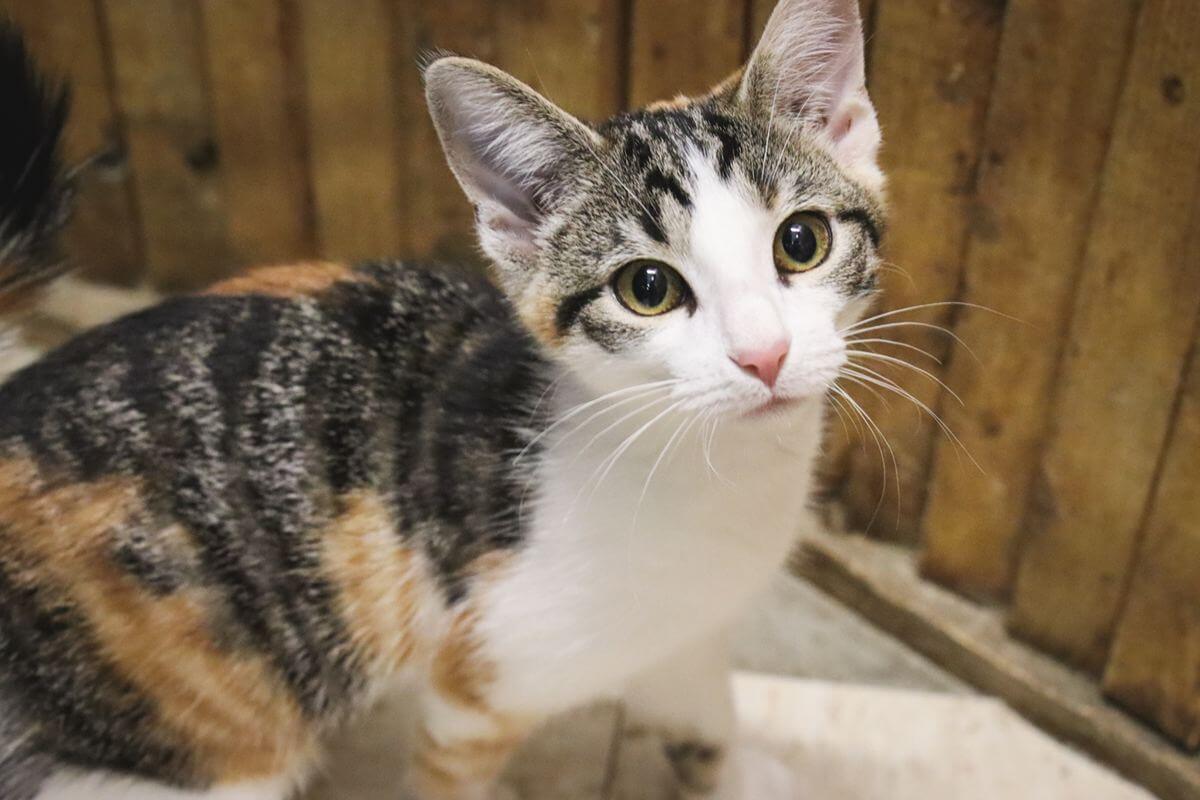 Calico Black Orange White Striped Kitten Indoors
