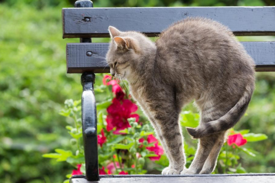 Why Do Cats Arch Their Backs? Top 8 Reasons