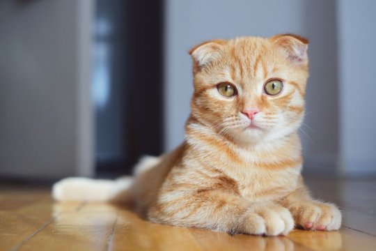 Do Some Cat Breeds Cost More to Insure Than Others?