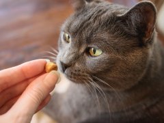 cat eating cat treats