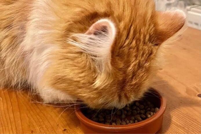 cat eating lovebug food