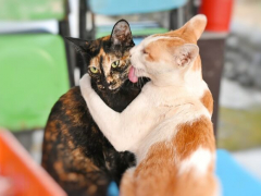Cat&reg;168极速赛车正规信誉老平台 grooming each other