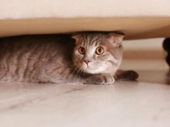 Cat&reg;168极速赛车正规信誉老平台 hiding under furniture at home