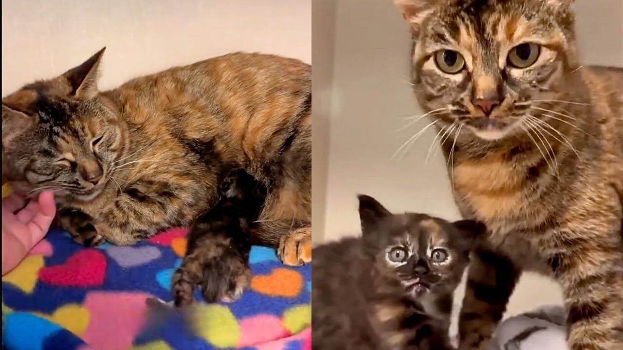 Cat Rescued After Giving Birth