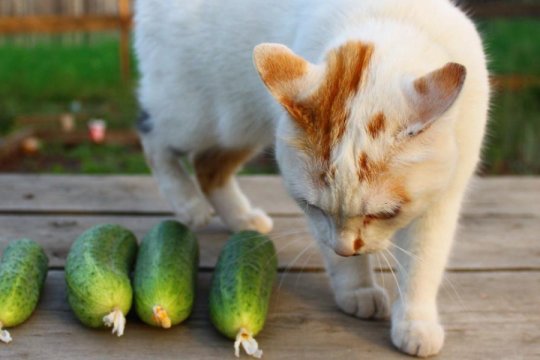Why Are Cats Afraid of Cucumbers? The Answer Might Surprise You...