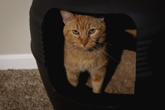 6 Weird Cat Litter Box Habits That Signal Trouble