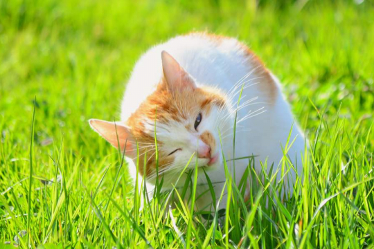 Why Do Cats Eat Grass? Should You Worry?