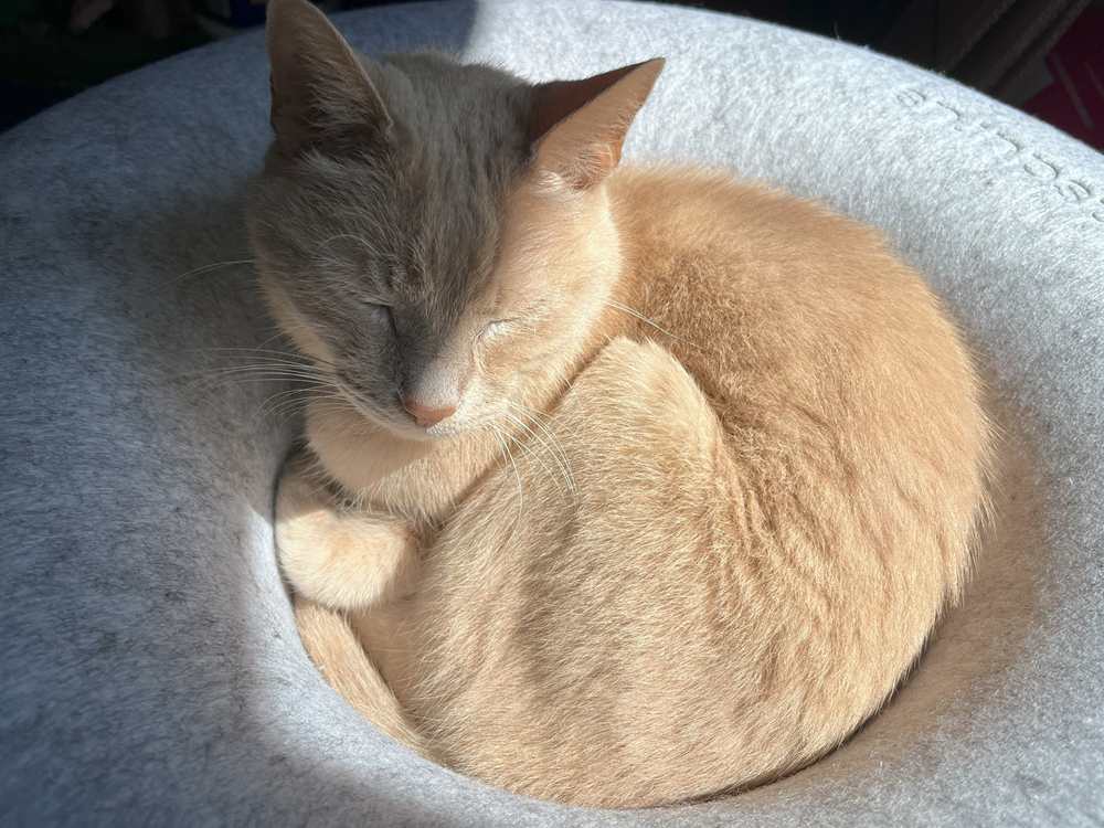 CATTASAURUS Peekaboo Cat Cave