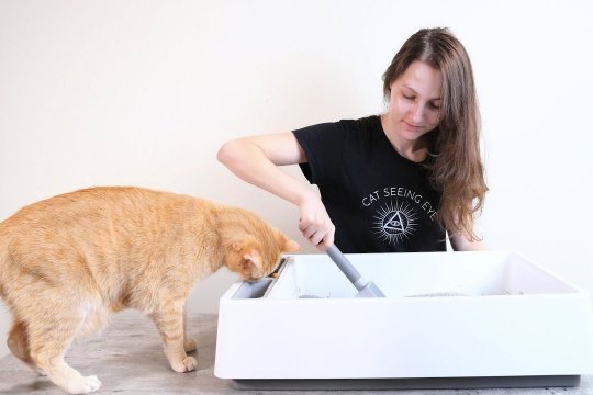 How To Clean Your Cat's Litter Box