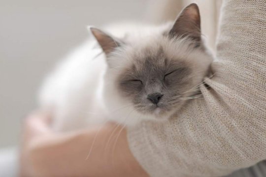 How to Help a Cat With Separation Anxiety