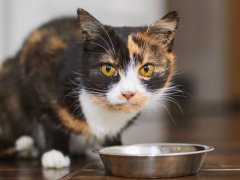 Cute brown cat eating from metal bowl at home