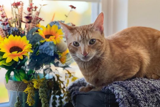 7 Reasons We’re Thankful for Cats