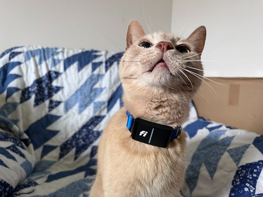 Fi Series 3 Smart Collar