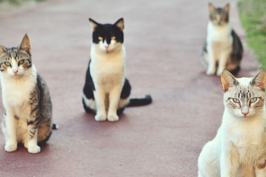 The 10 Friendliest & Nicest Cat Breeds In the World