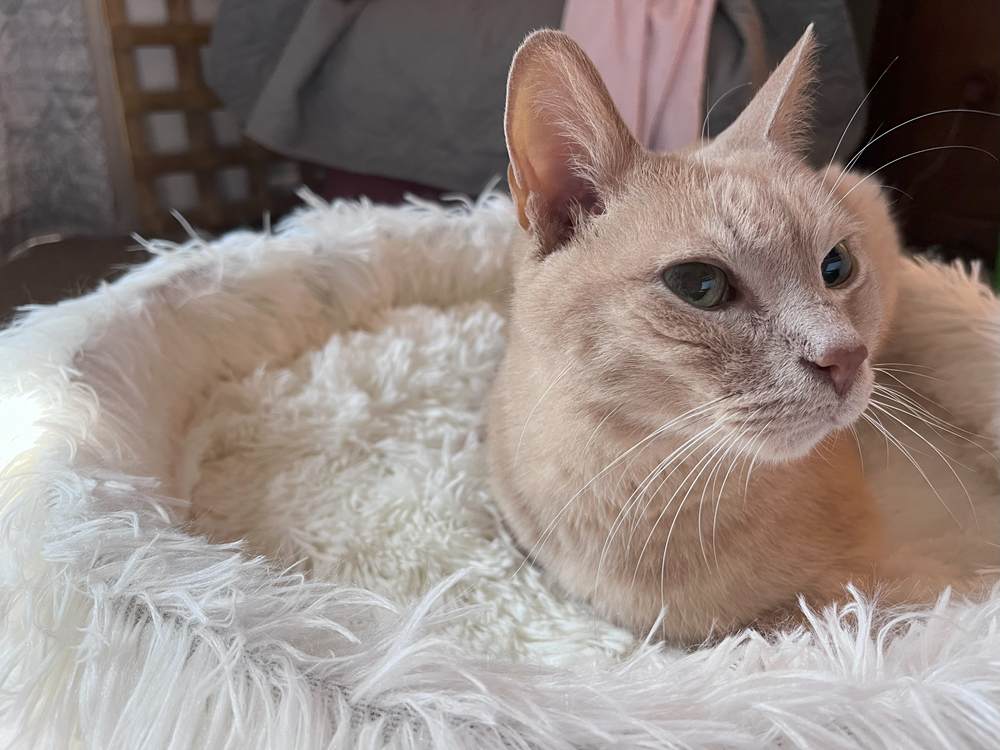 Frisco Long Faux Fur Elevated Cat Bed