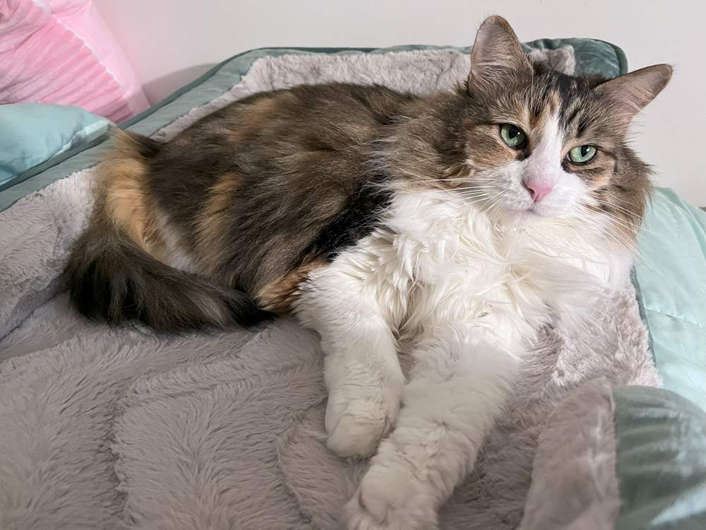 FurHaven Comfort Cooling Gel Bed