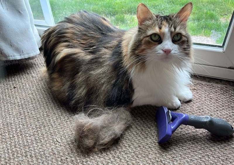 FURminator Long Hair Cat Deshedding Tool