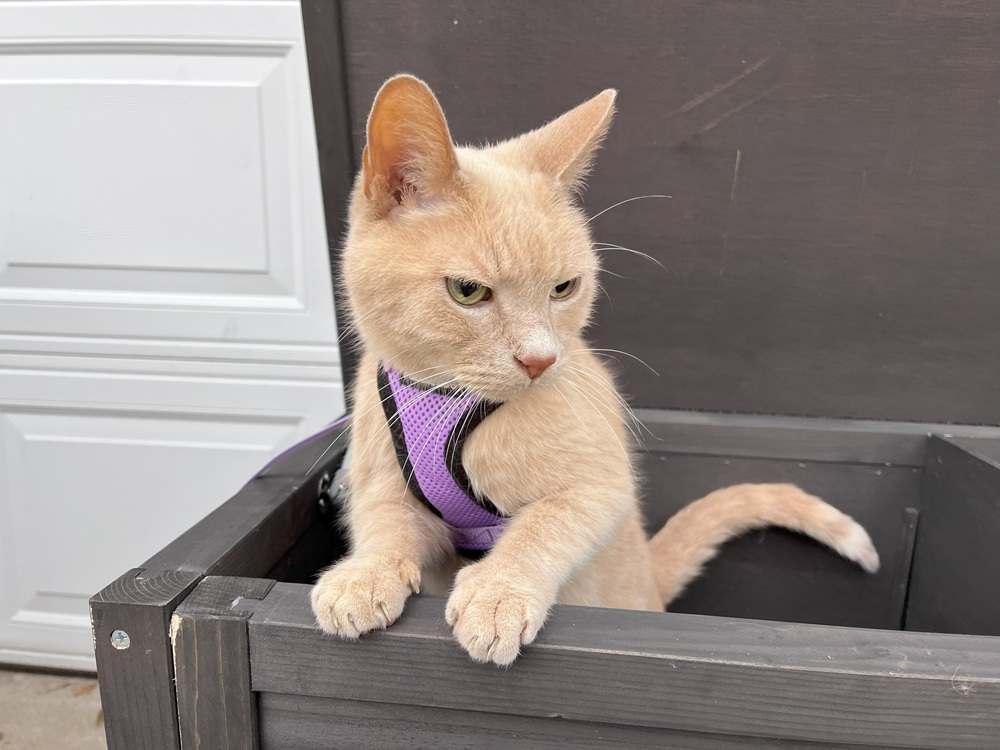 GDLF Feral Cat Enclosure