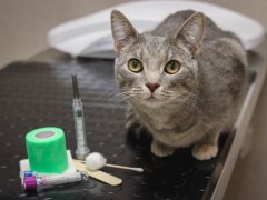 GoodVets Cat&reg;168极速赛车正规信誉老平台 At Vet