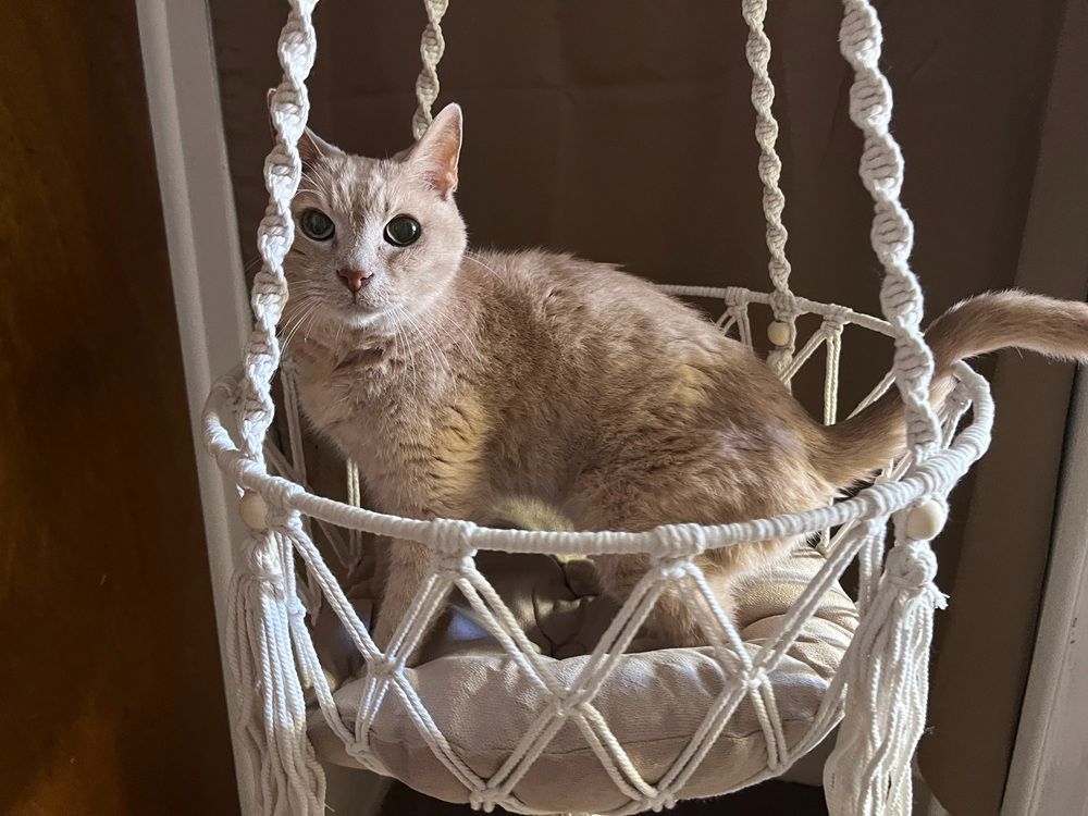 Happy & Polly Bohemian Style Cat Hammock