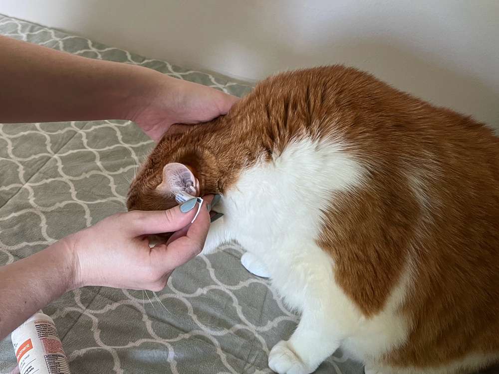 Hartz Medication for Ear Mites