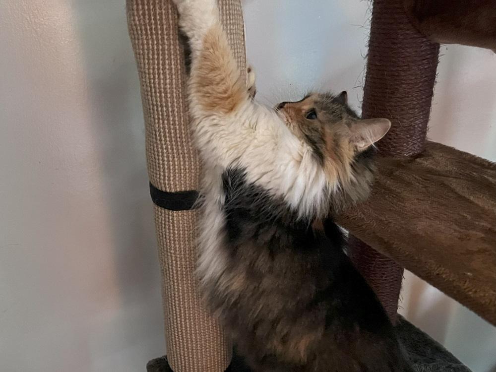 IKEA Cat Scratch Mat