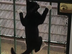 Joey climbing the mesh gate.