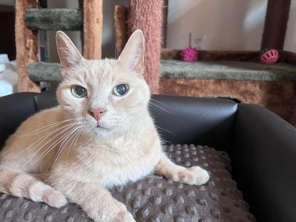 Keet Fluffy Deluxe Pet Sofa