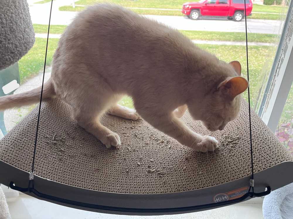 K&H EZ Mount Window Scratcher