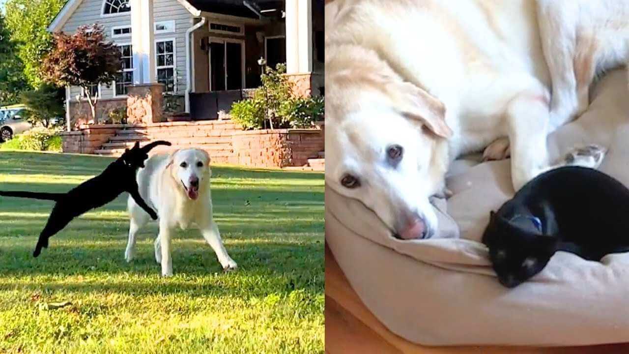 Kitten Became Best Friends with a Senior Dog