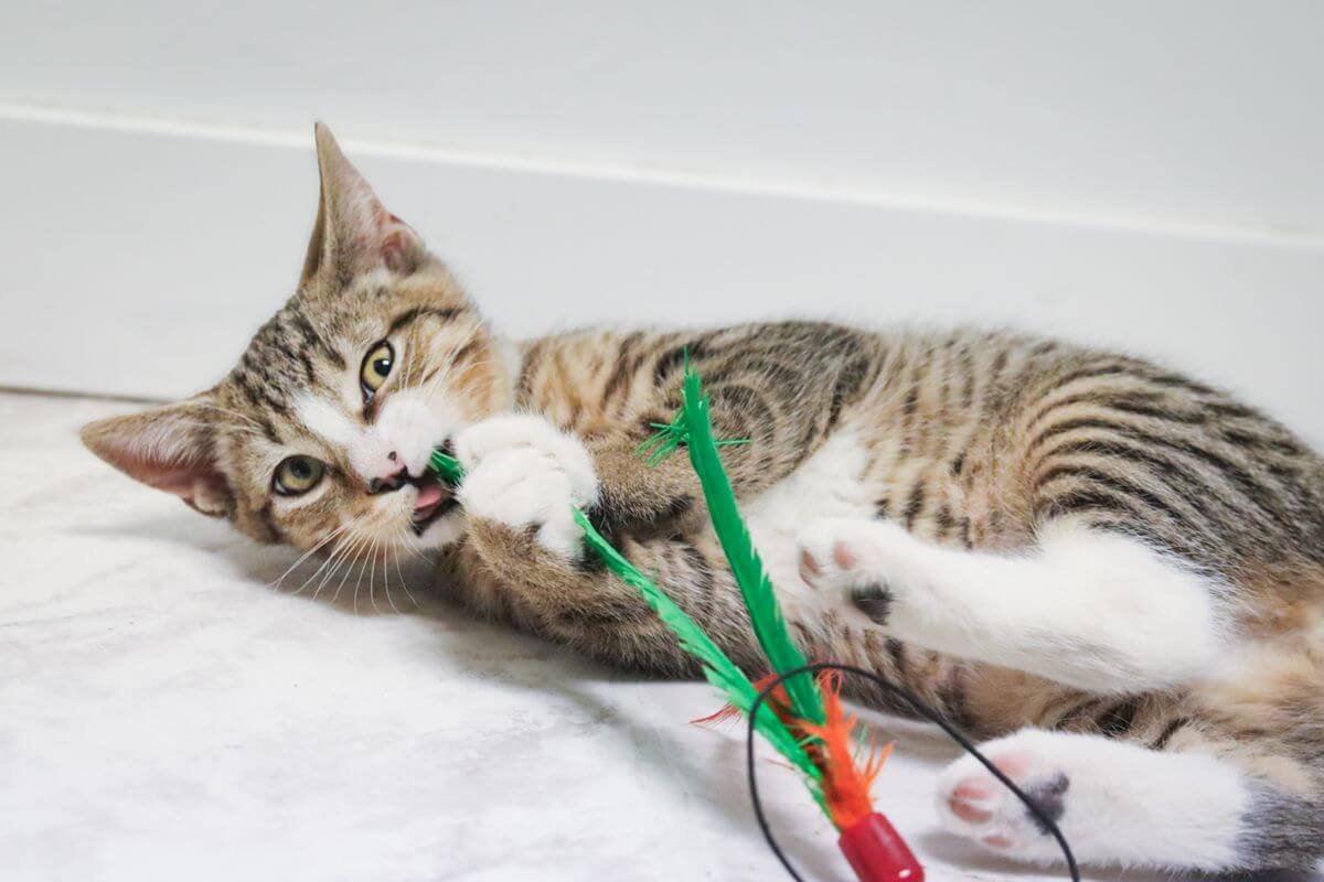 kitten biting cat toy
