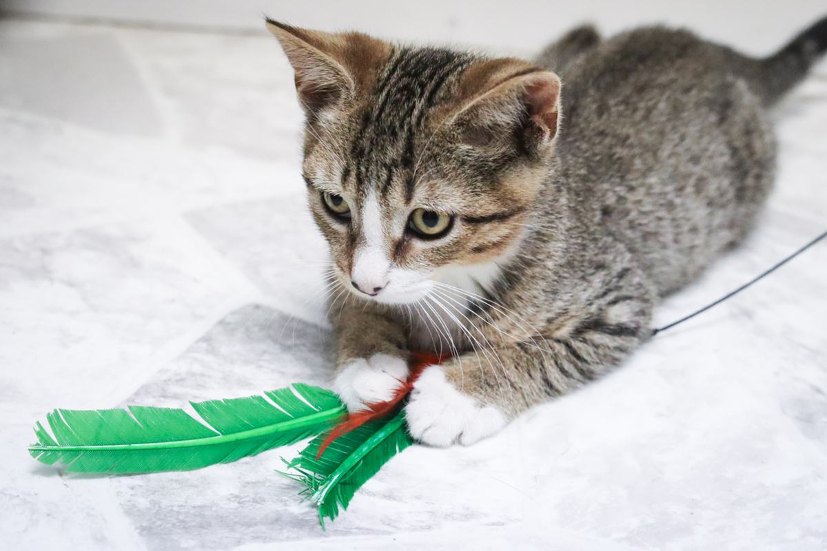 kitten playing