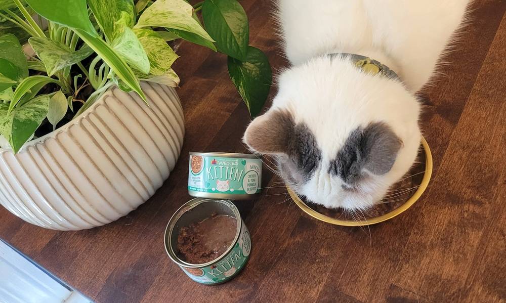 Weruva Kitten Minced Chicken & Tuna Formula in Gravy Wet Cat Food