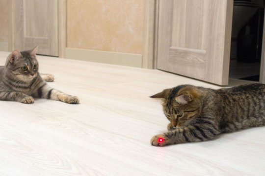 Are Laser Toys Safe for Cats?