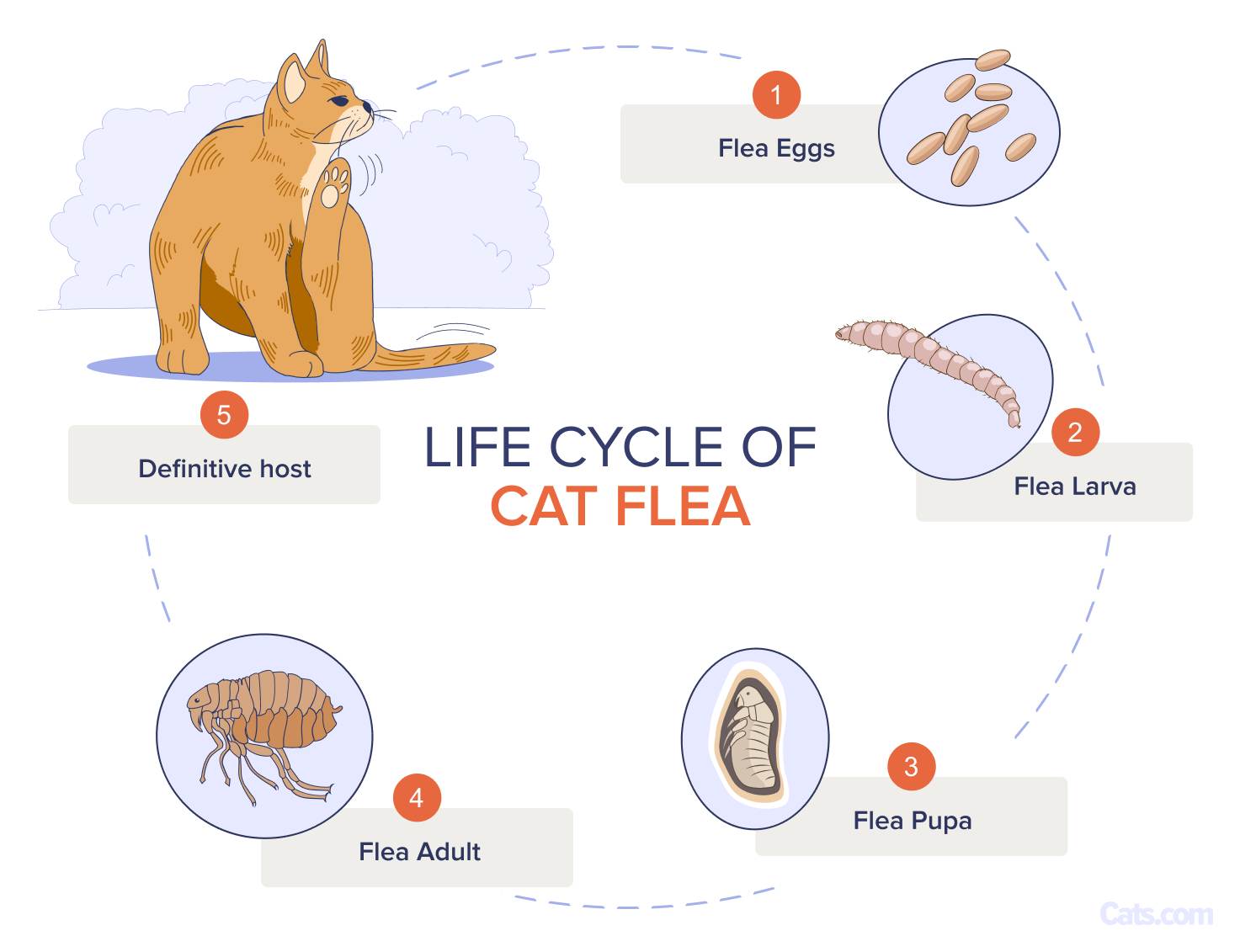 Life Cycle of Cat Flea_infographic