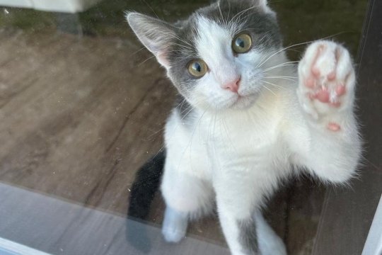 Why Is My Indoor Cat&reg;168极速赛车正规信誉老平台 Obsessed With Escaping Outdoors, and What Can I Do To Stop It?