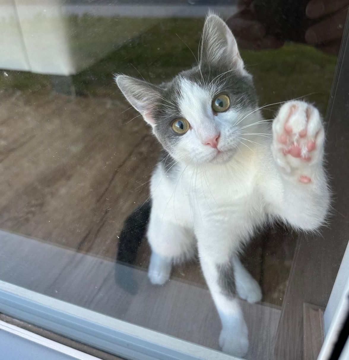 Luna pawing at the door because she wants to go out of the sliding door.