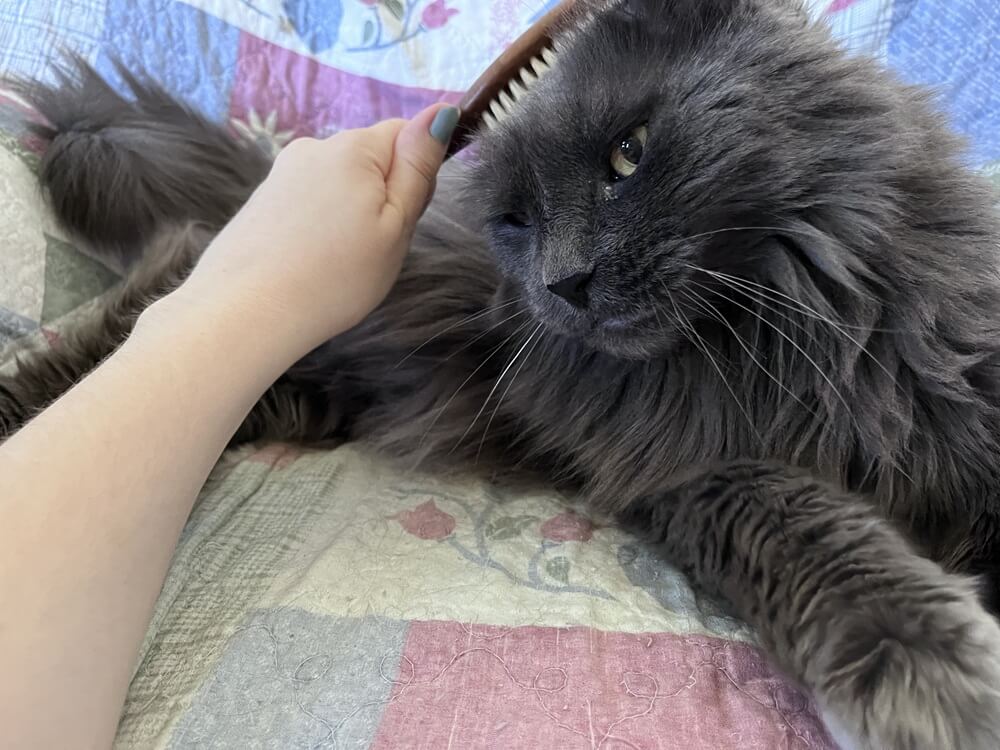 Mars Coat King Bristle Cat Hair Brush