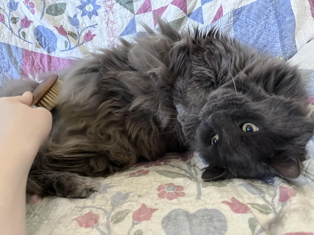 Mars Coat King Bristle Cat Hair Brush