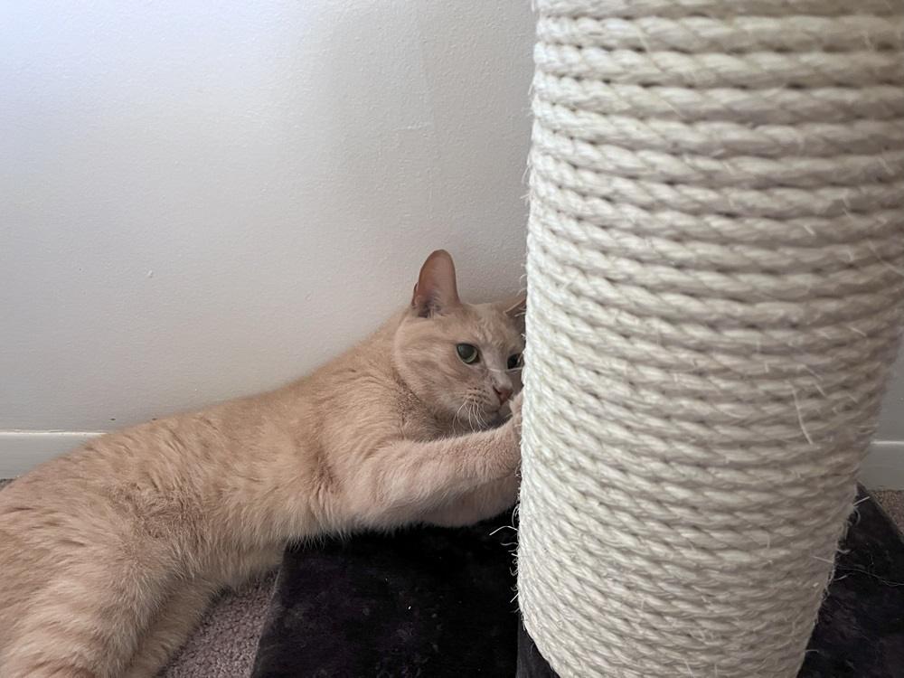 MidWest Feline Nuvo Grand Forte